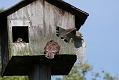 kestrel_chick_1406098009