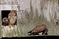 kestrel_chick_1406098018