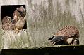 kestrel_chick_1406098036