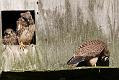 kestrel_chick_1406098044