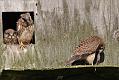 kestrel_chick_1406098046