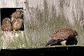 kestrel_chick_1406098053