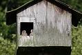 kestrel_chick_1406098062