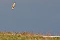 Short-eared Owl