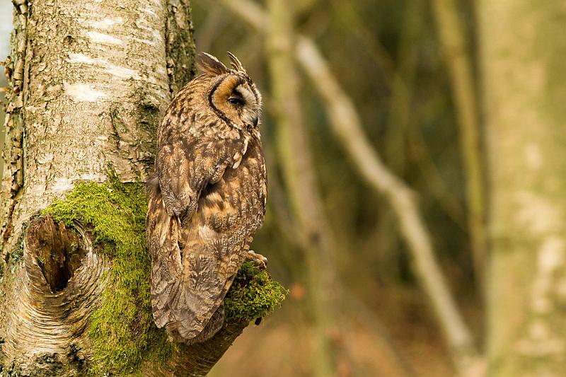 long_eared_owl_2003124484.jpg