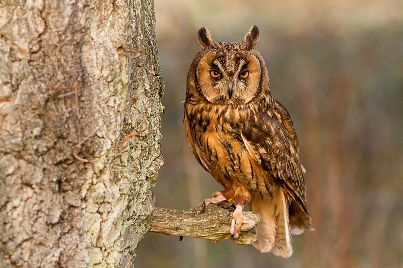 long_eared_owl_2003124867.jpg