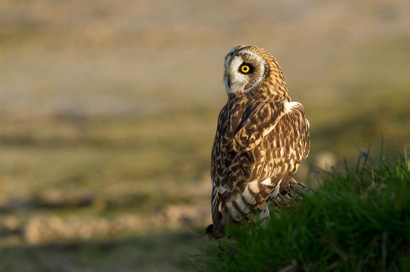 short_eared_owl_2003124099.jpg