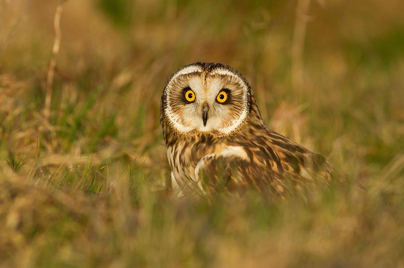 short_eared_owl_2003124260.jpg