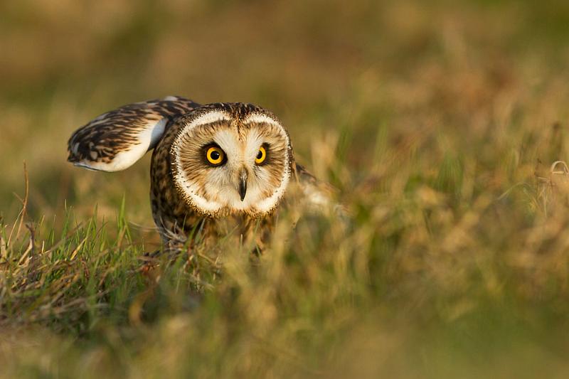 short_eared_owl_2003124299.jpg