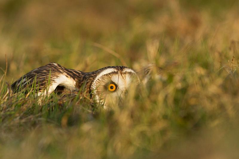 short_eared_owl_2003124326.jpg