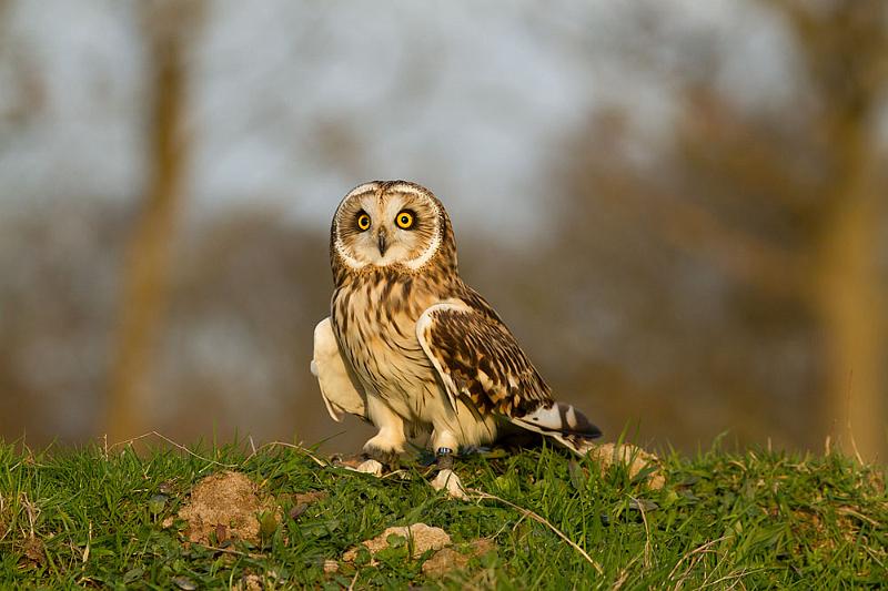 short_eared_owl_2003124349.jpg