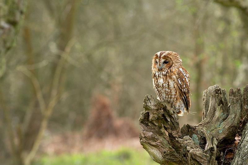 tawny_owl_2003123427.jpg