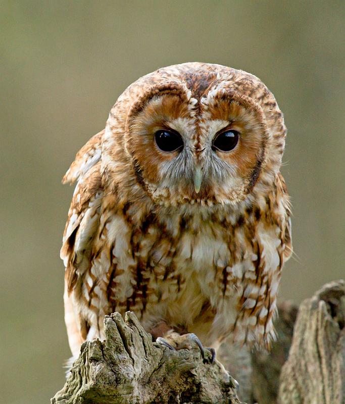 tawny_owl_2003123557.jpg