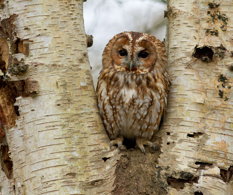 tawny_owl_2003123727.jpg