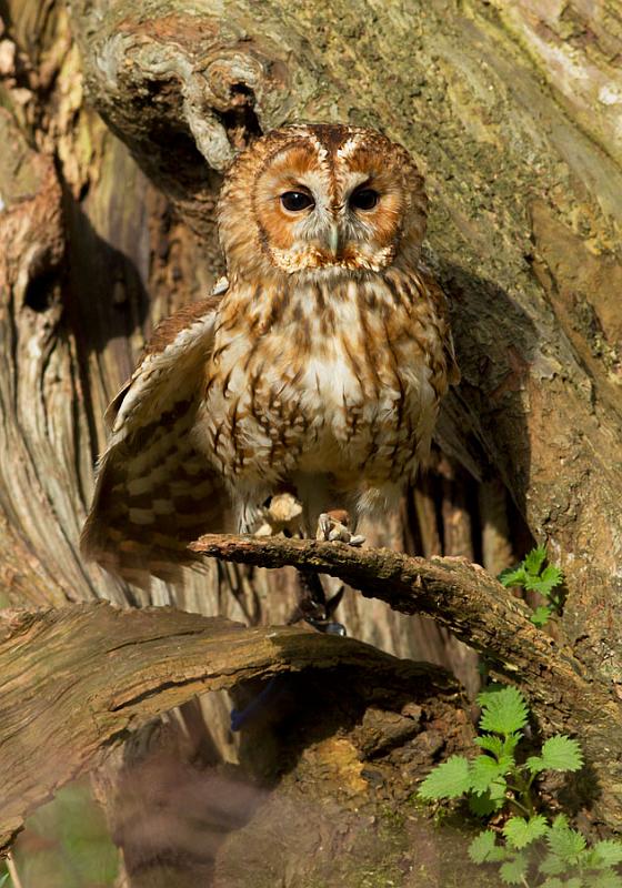tawny_owl_2003123868.jpg