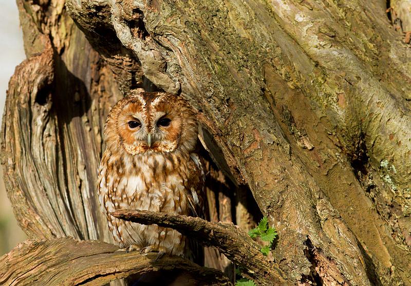 tawny_owl_2003123889.jpg