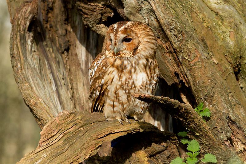 tawny_owl_2003123918.jpg
