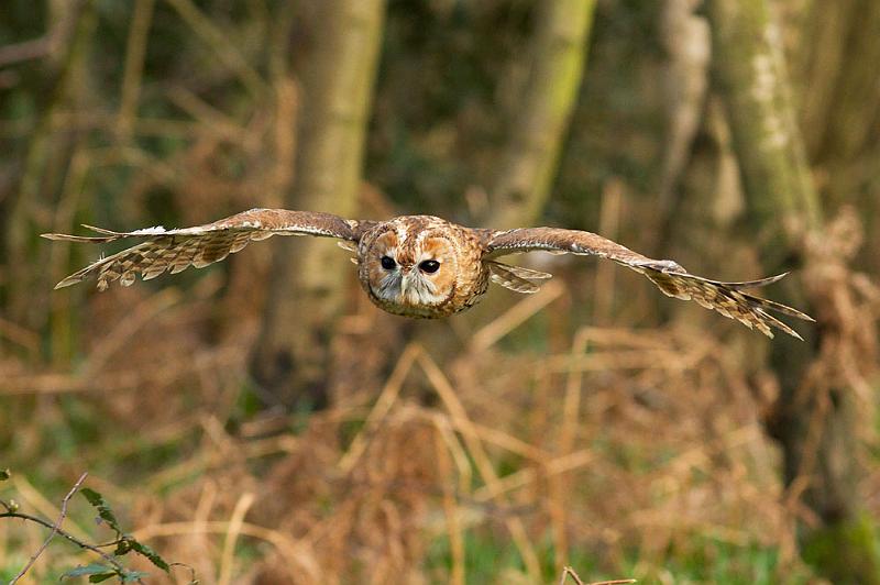 tawny_owl_2003124501.jpg