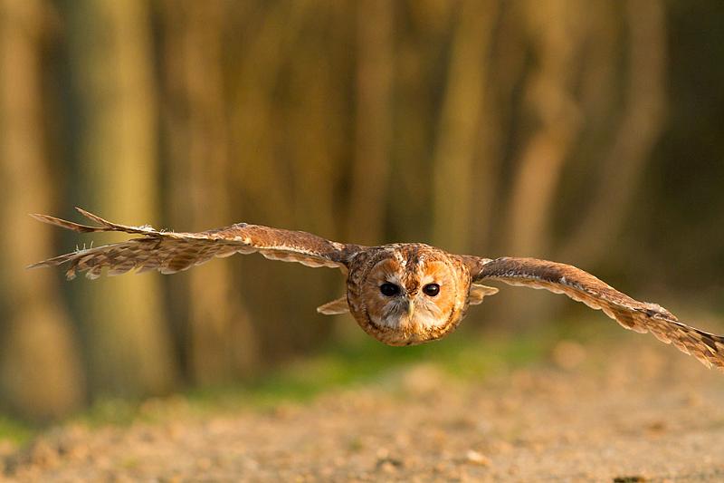 tawny_owl_2003124691.jpg