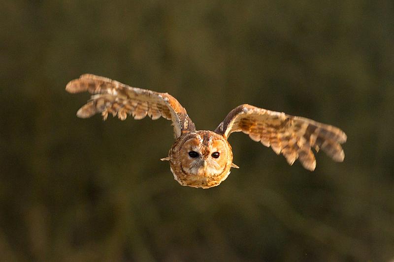 tawny_owl_2003124704.jpg