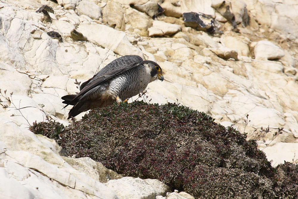peregrine_2103108241.jpg