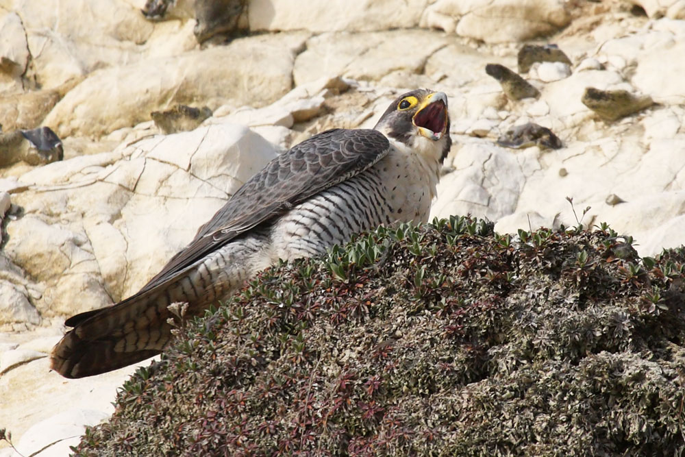 peregrine_2103108312.jpg