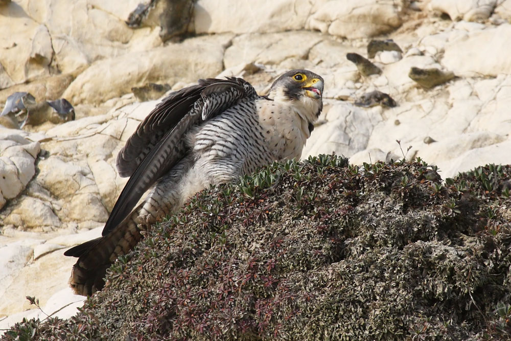 peregrine_2103108331.jpg