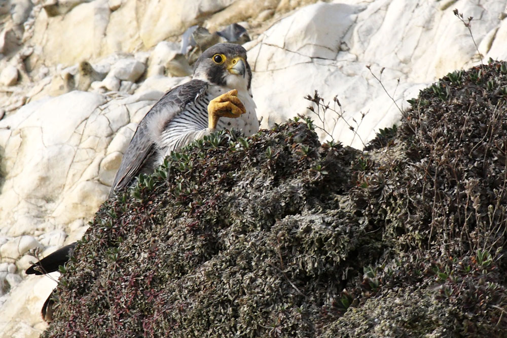 peregrine_2103108365.jpg