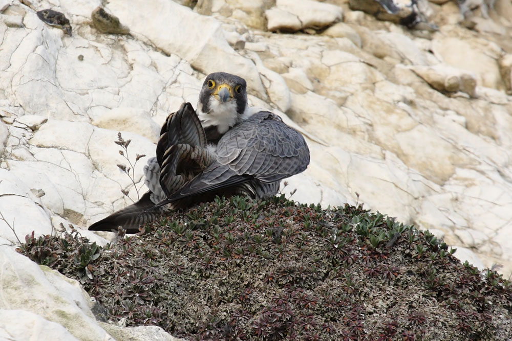peregrine_2103108396.jpg