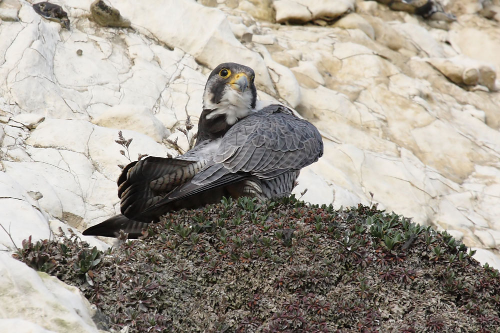 peregrine_2103108404.jpg