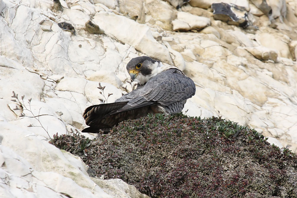 peregrine_2103108414.jpg