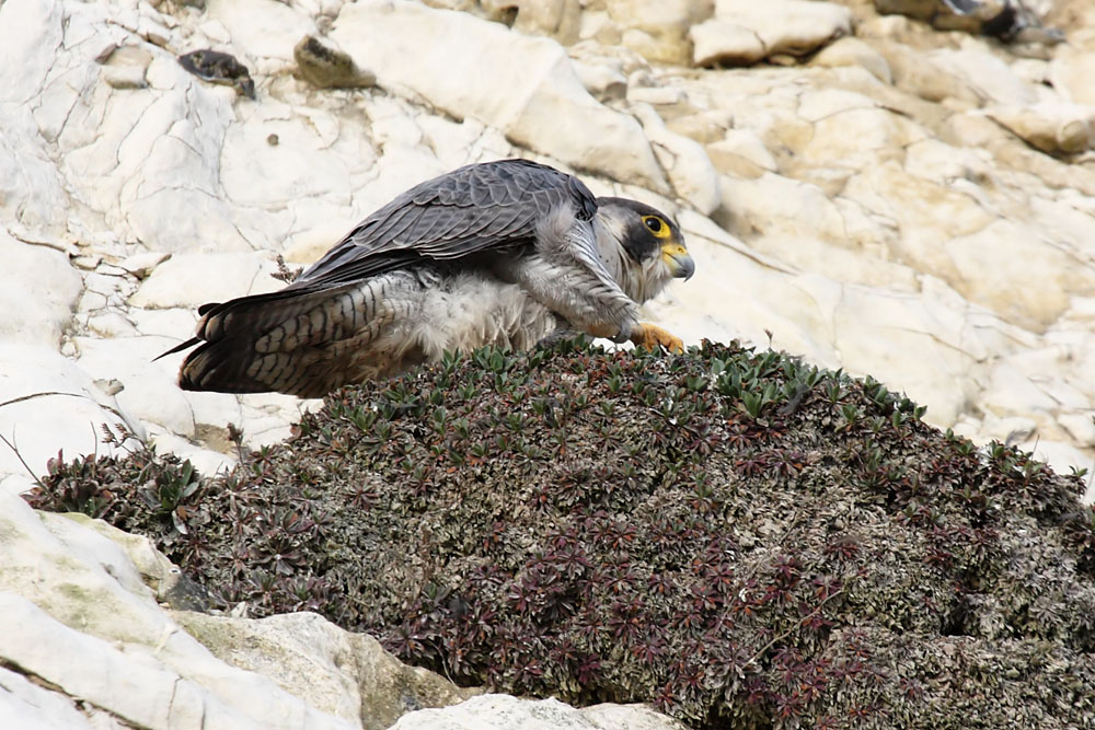 peregrine_2103108447.jpg