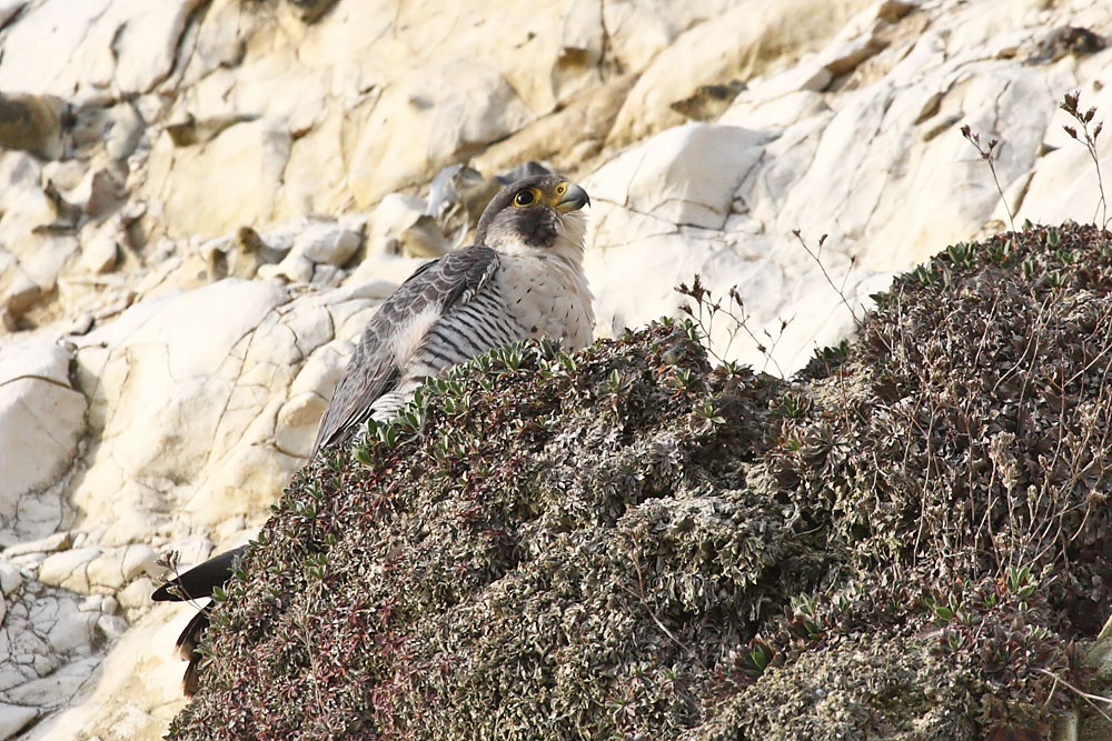 peregrine_2103108517.jpg