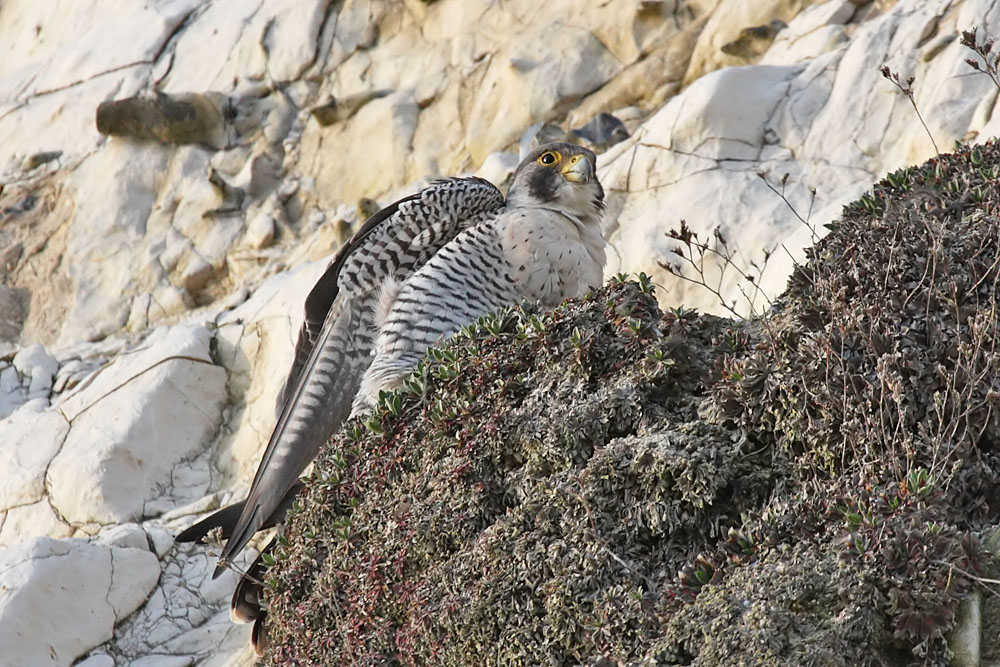 peregrine_2103108701.jpg