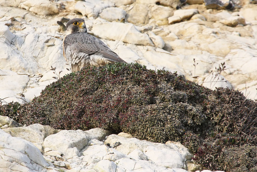 peregrine_2103108736.jpg