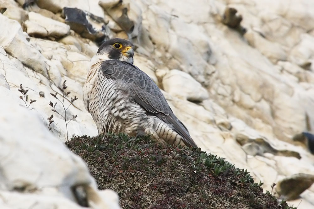 peregrine_2103108801.jpg