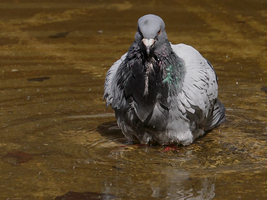 feral pigeon