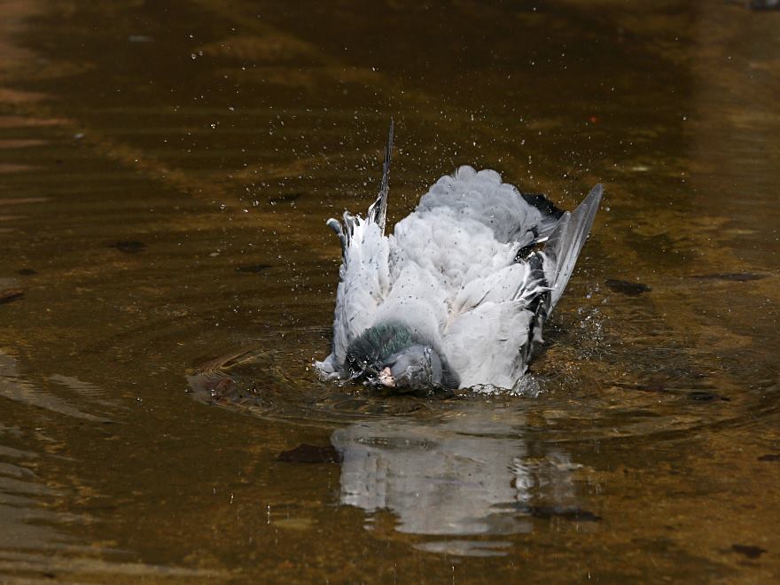 feral pigeon