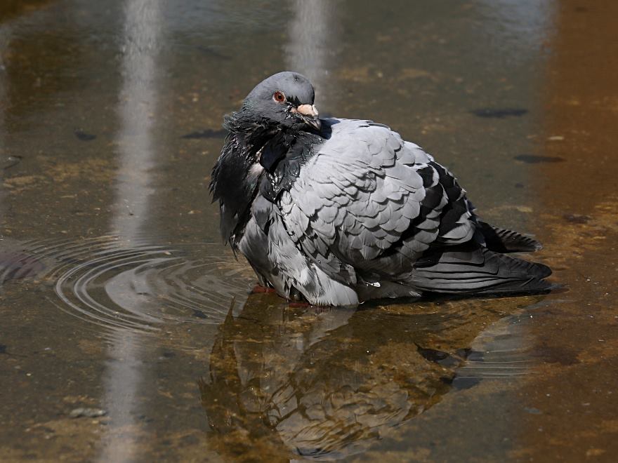 feral pigeon