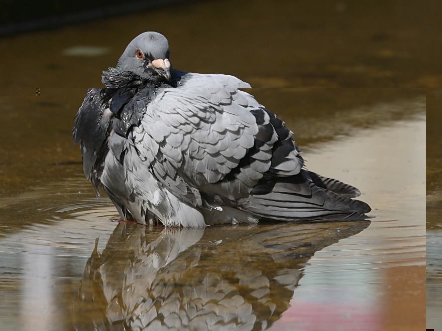 feral pigeon