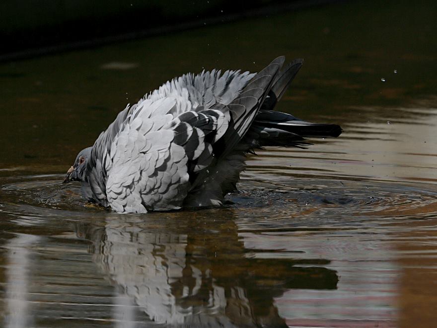 feral pigeon