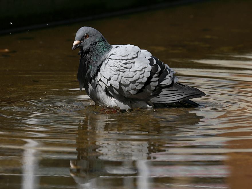 feral pigeon