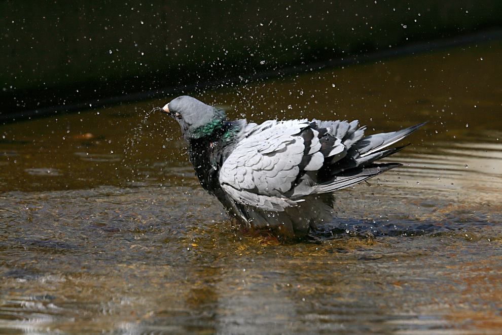 feral pigeon