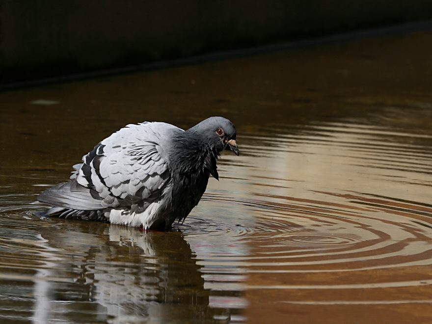 feral pigeon