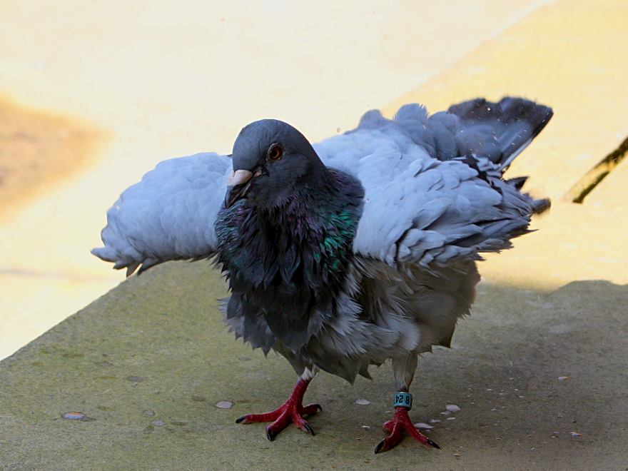 feral pigeon