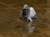 feral pigeon