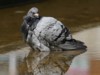 feral pigeon