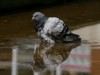 feral pigeon