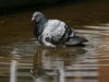 feral pigeon