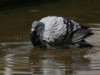 Pigeon Takes a Bath